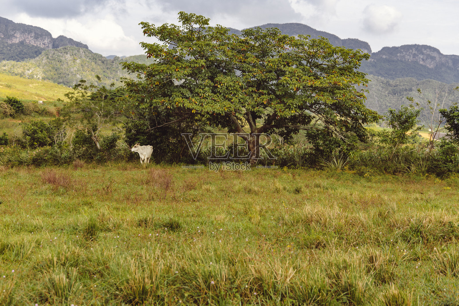 聚乙烯醇纤维山谷,古巴照片摄影图片