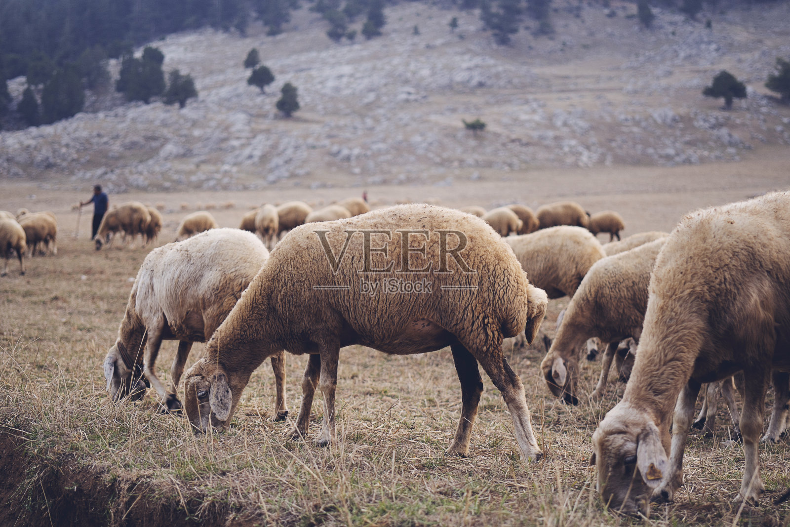 听说秋山里有雾的早晨有羊照片摄影图片
