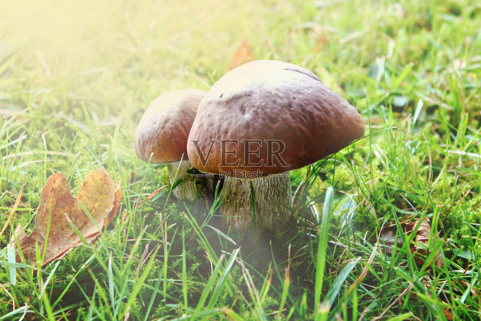 蘑菇状的草照片摄影图片