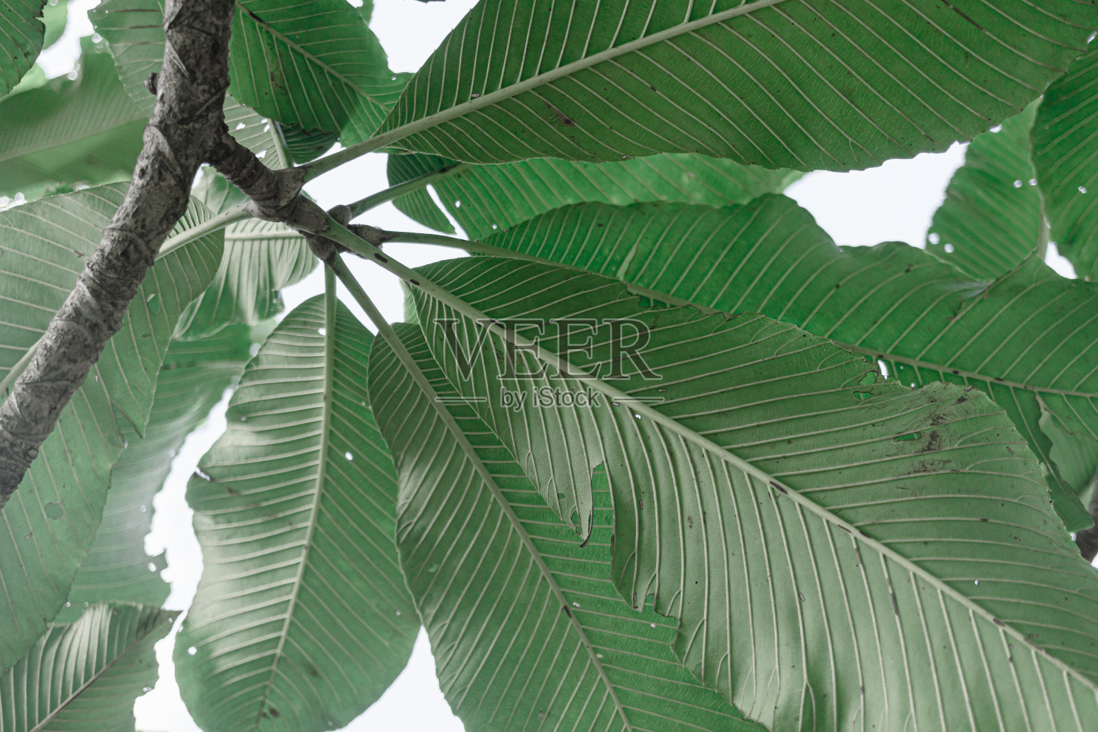 热带叶类植物复古色彩鲜艳背景照片摄影图片