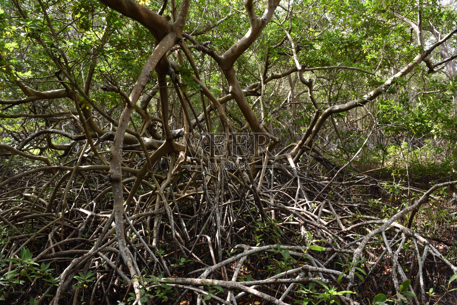 阿鲁巴西班牙泻湖沿岸的红树林照片摄影图片