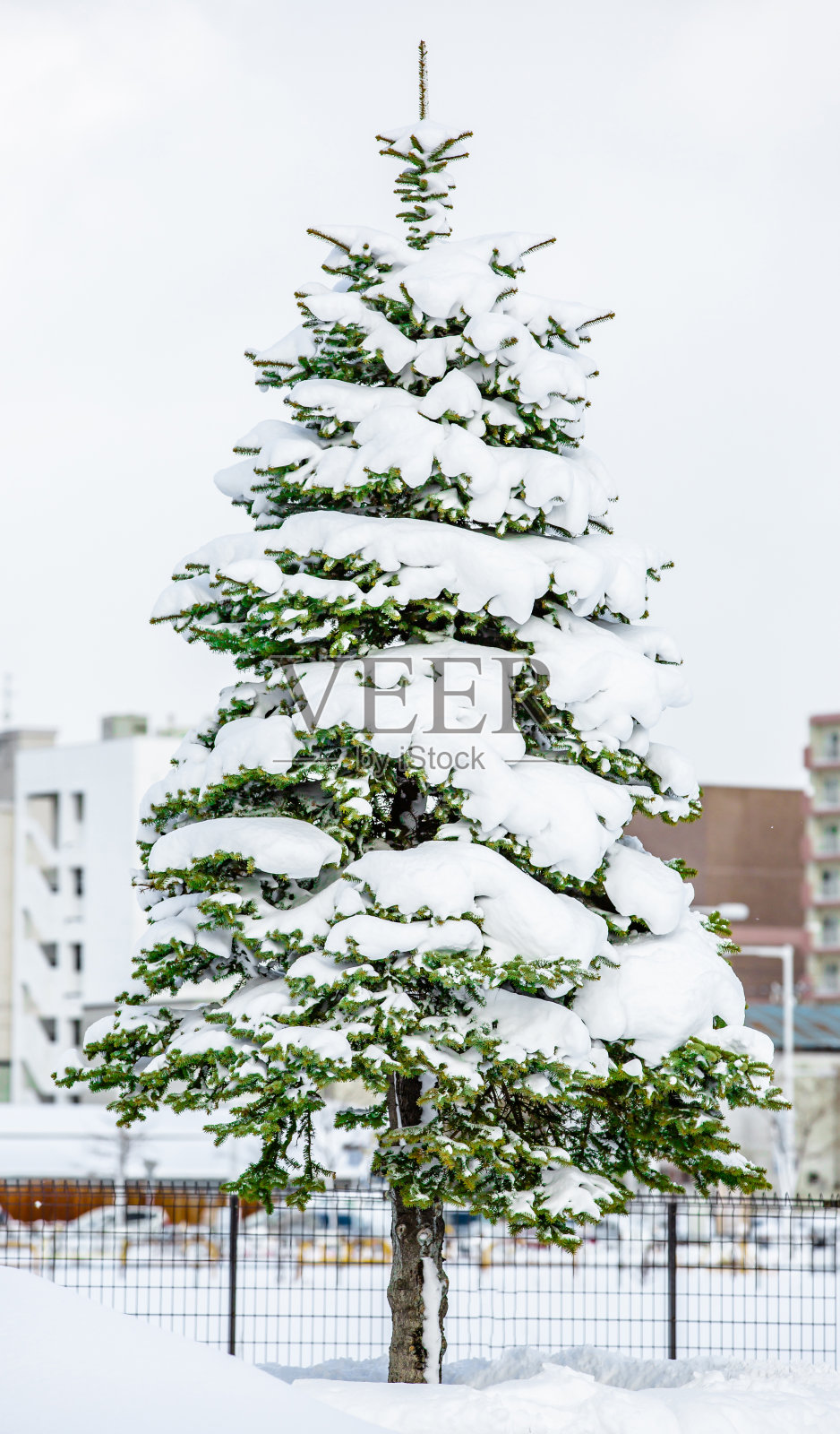 小镇上的松树圣诞树上的雪作为圣诞快乐和新年快乐的概念照片摄影图片
