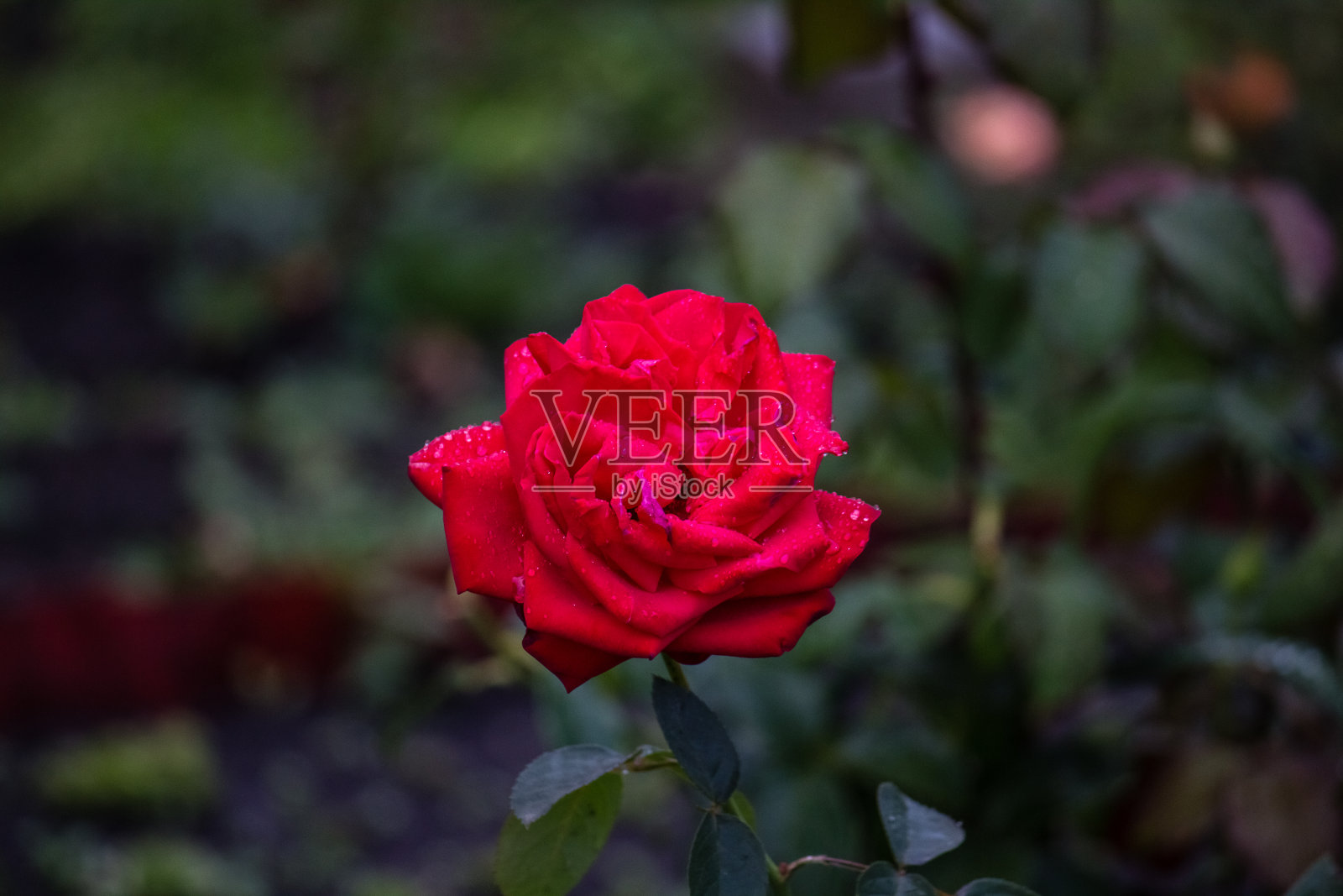 一朵红玫瑰的花蕾,雨后带着水珠。这花长在花园里。照片摄影图片