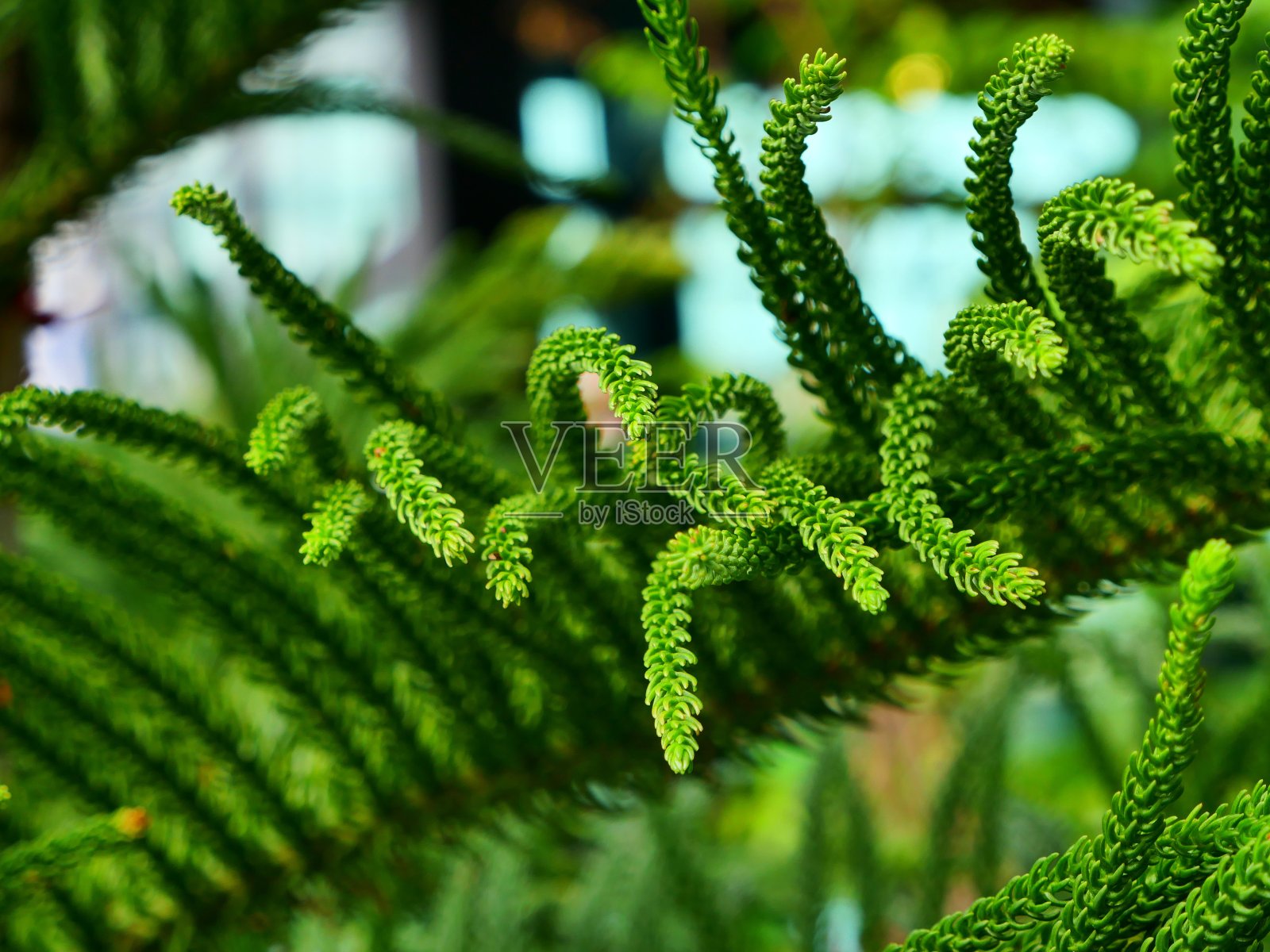 美丽清新的蓝绿色天然圣诞树照片摄影图片