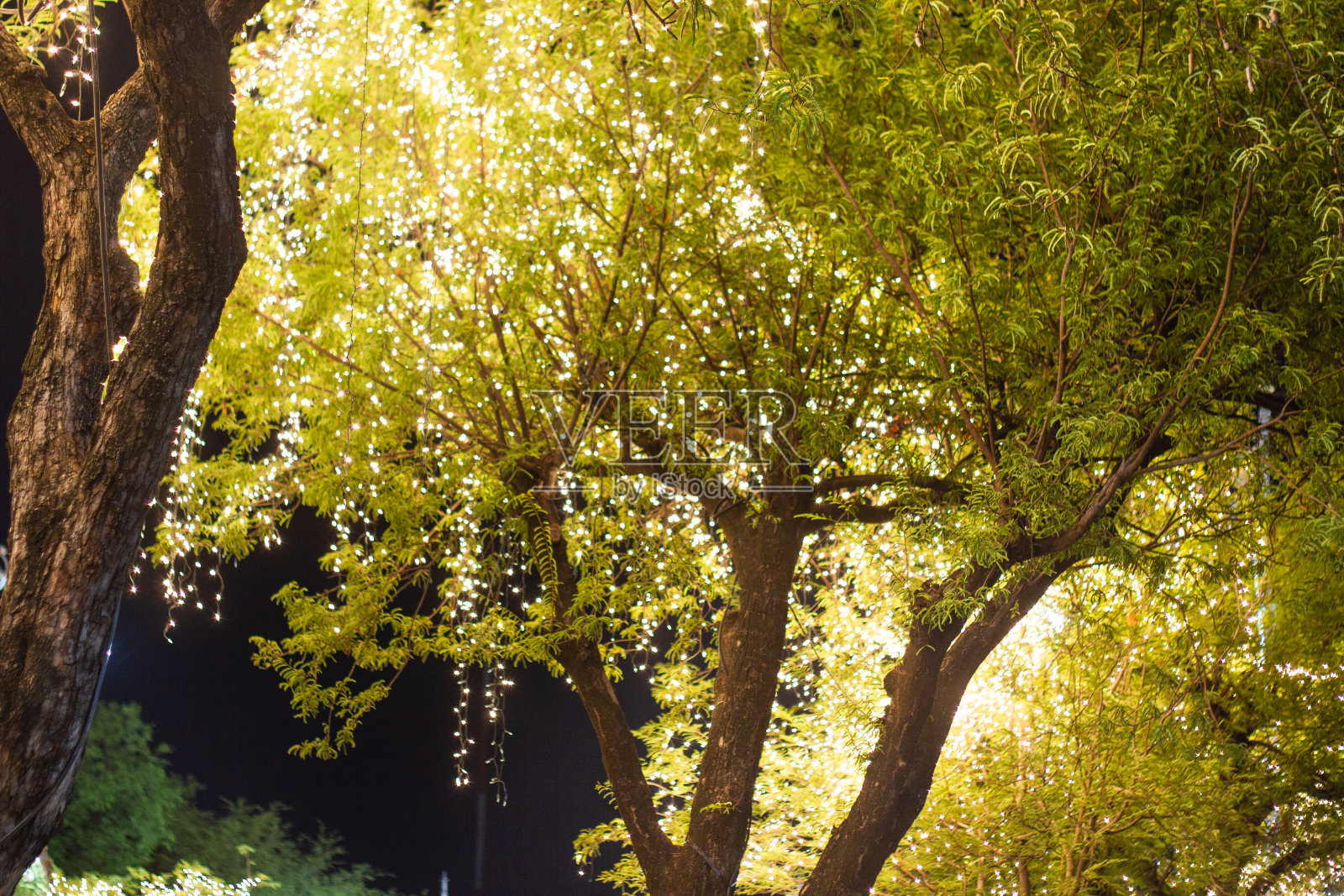 节日季节的夜晚,装饰室外的串灯挂在花园里的树上照片摄影图片
