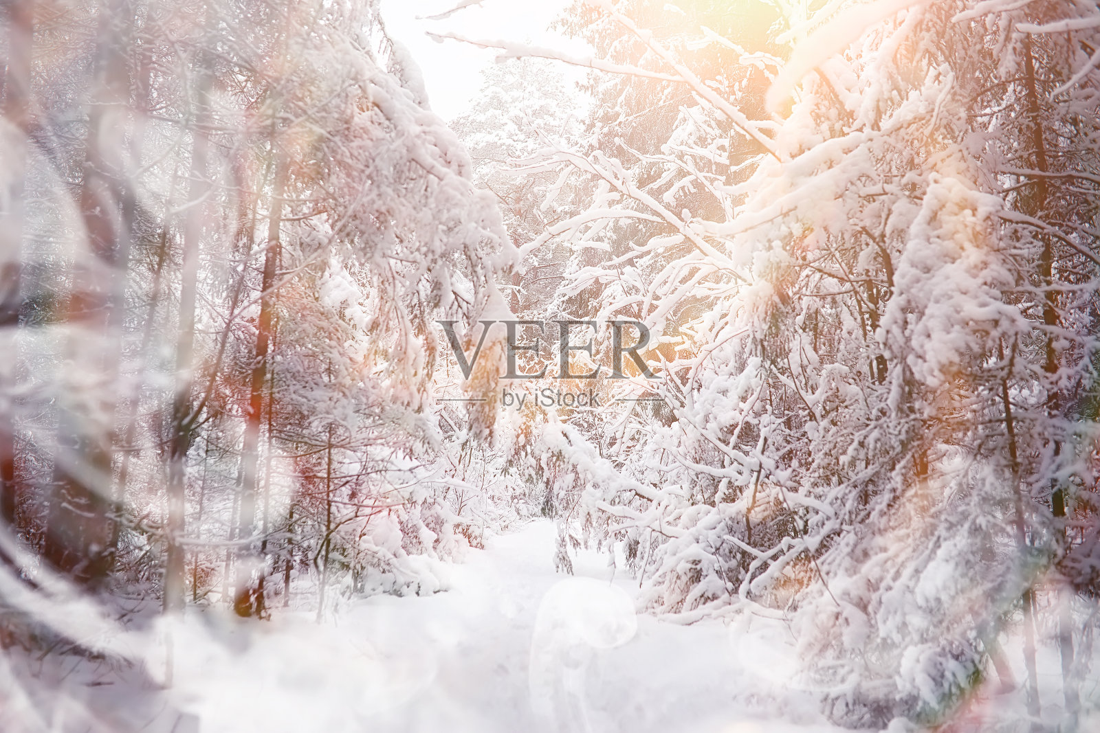 冬天的风景。森林下的雪。公园里的冬天。照片摄影图片