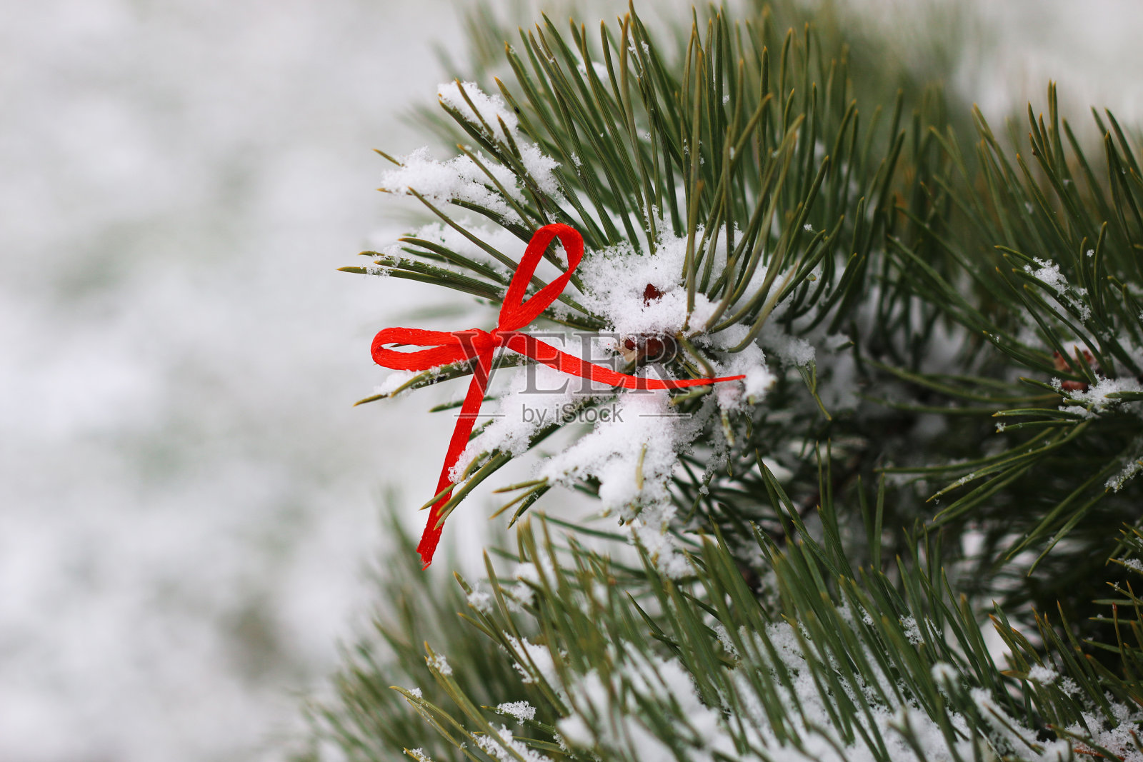 雪心红冬二照片摄影图片