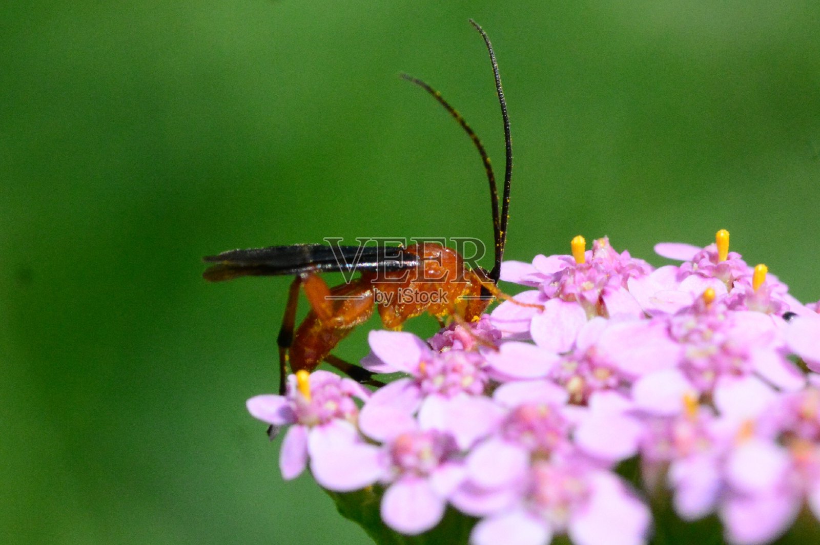 草地上的生命照片摄影图片