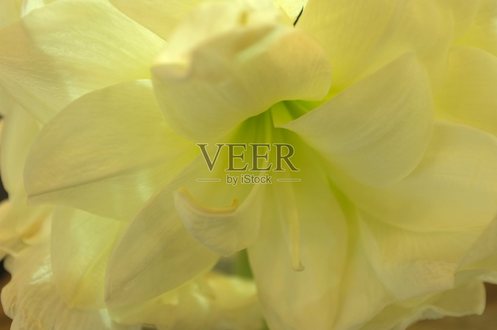 百合花宏观抽象照片摄影图片