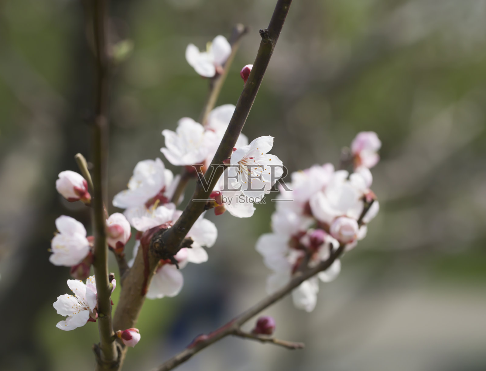 春天开花的树枝照片摄影图片
