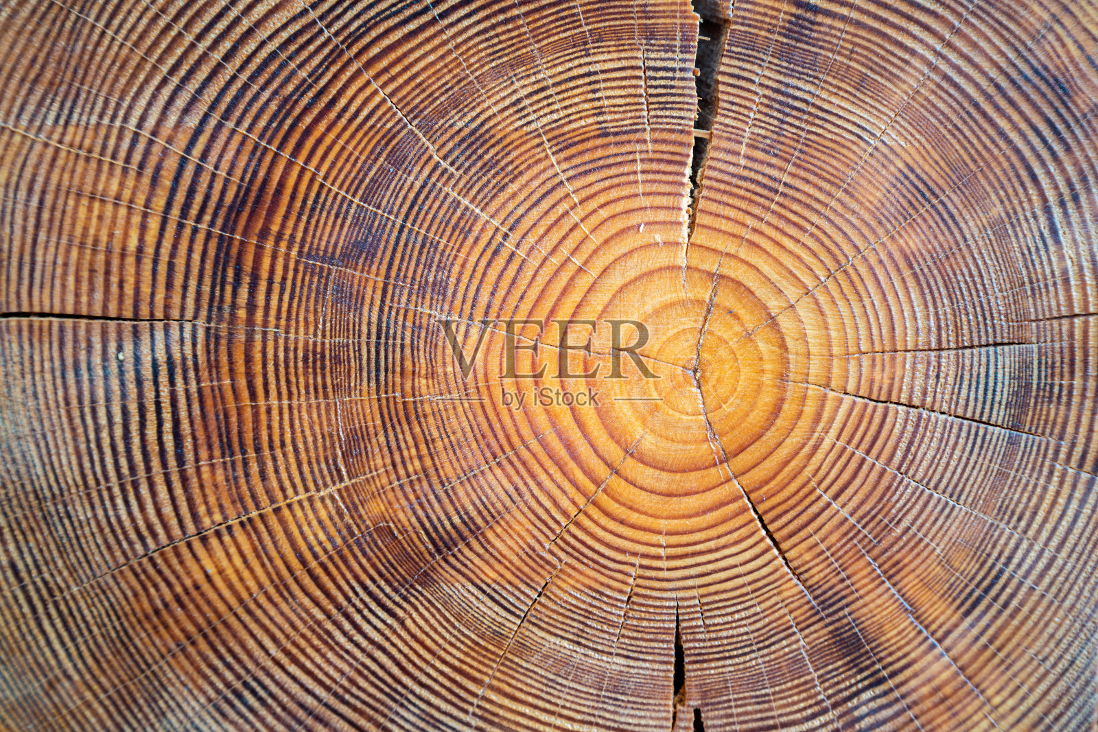 树木核心特写。有裂缝和年轮的成熟树木锯段,显示其年龄。具有破裂和粗糙表面的天然有机纹理。照片摄影图片