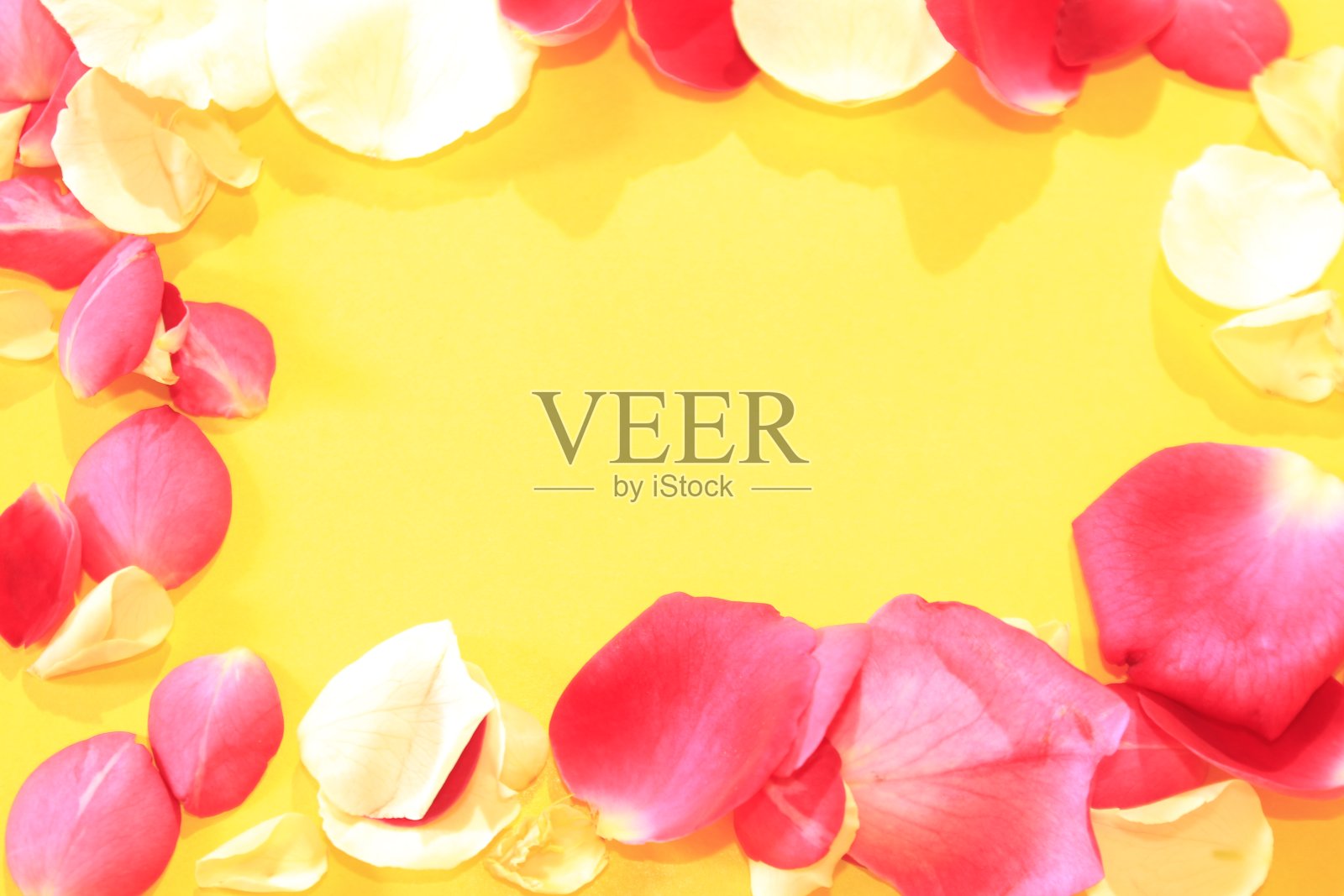 美丽的玫瑰花瓣背景。照片摄影图片