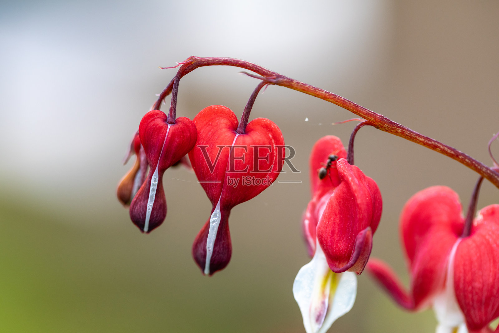 心形的血心花,粉红色和白色照片摄影图片