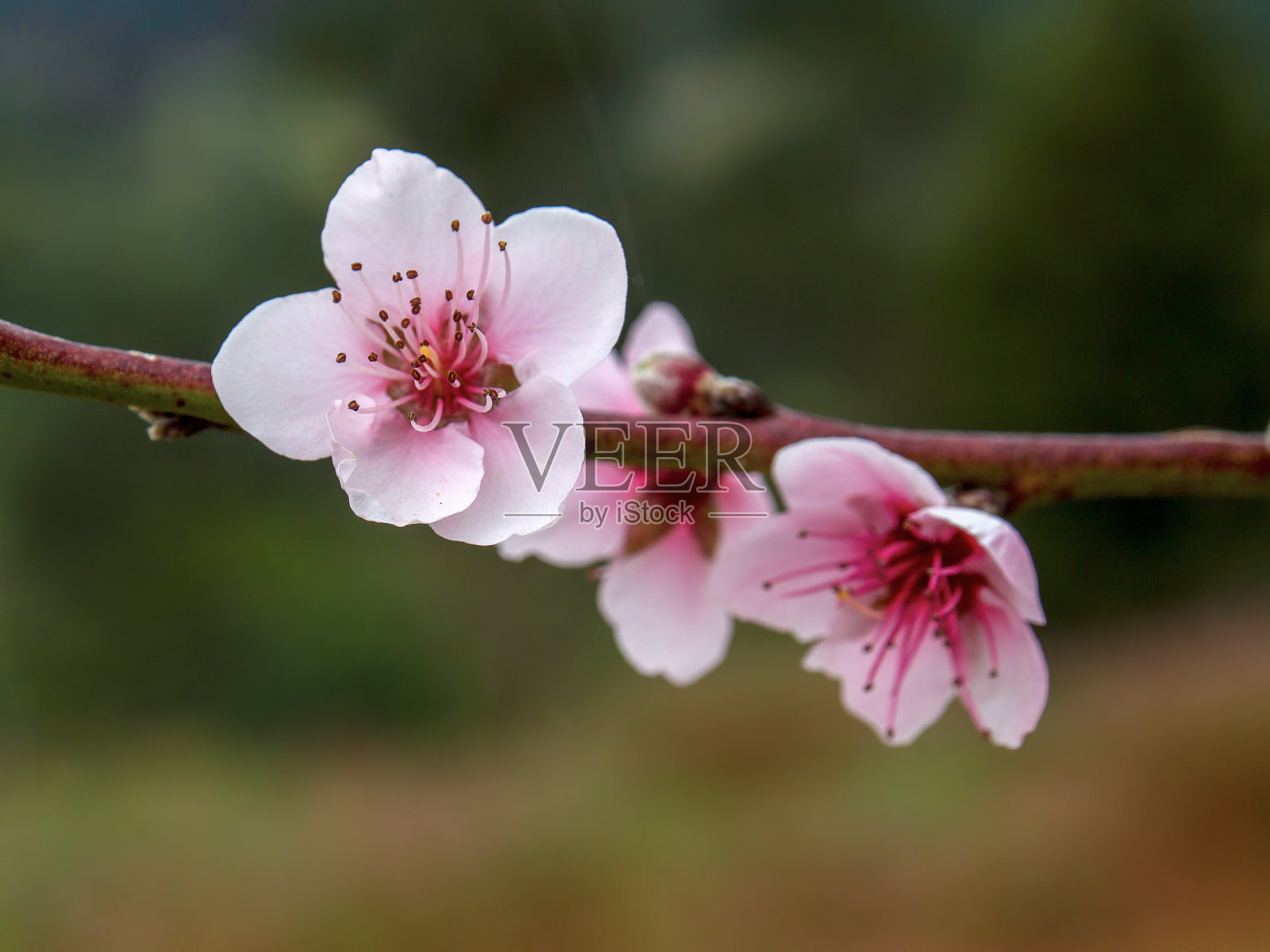 微距摄影的粉红色桃花照片摄影图片