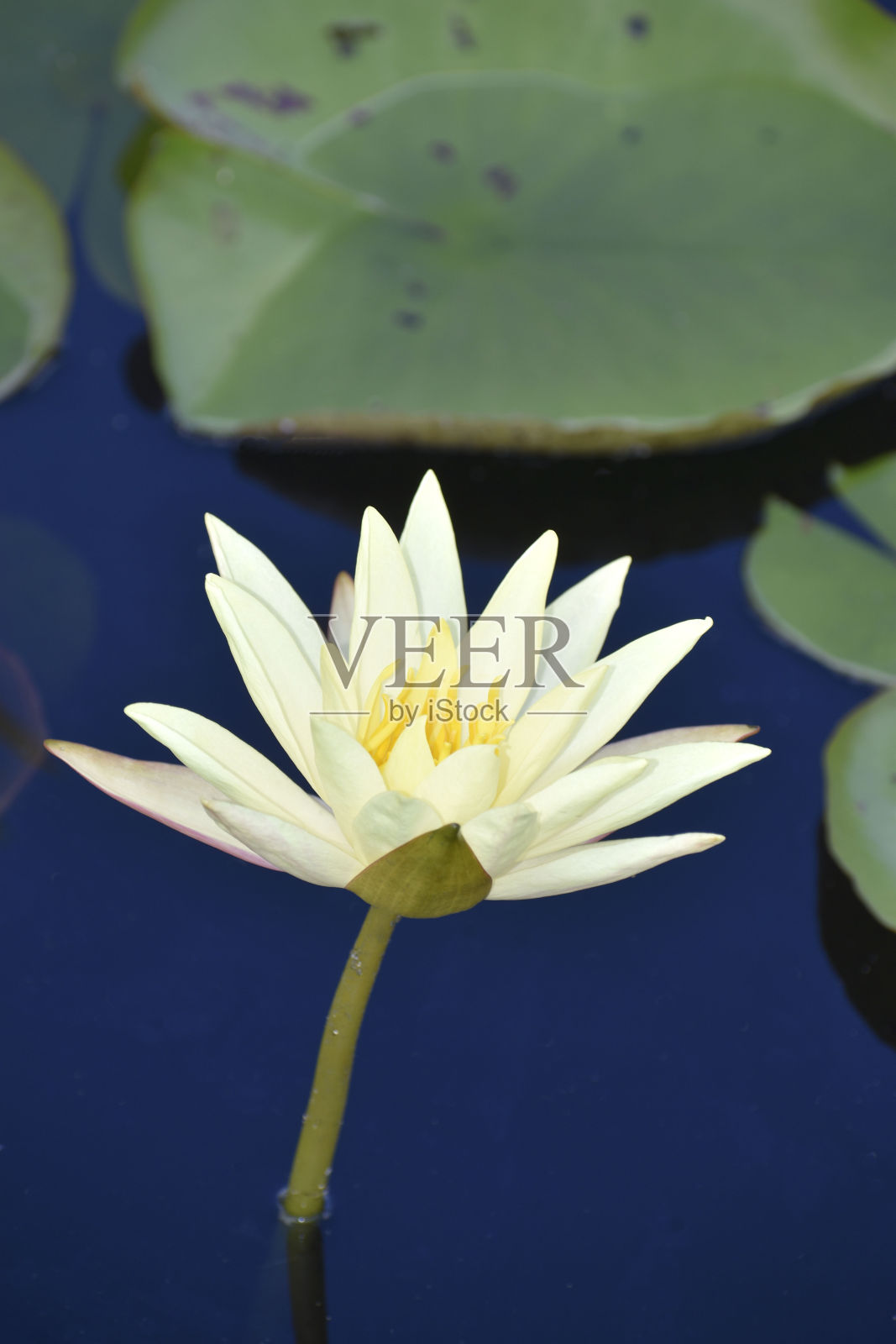 高大的睡莲照片摄影图片