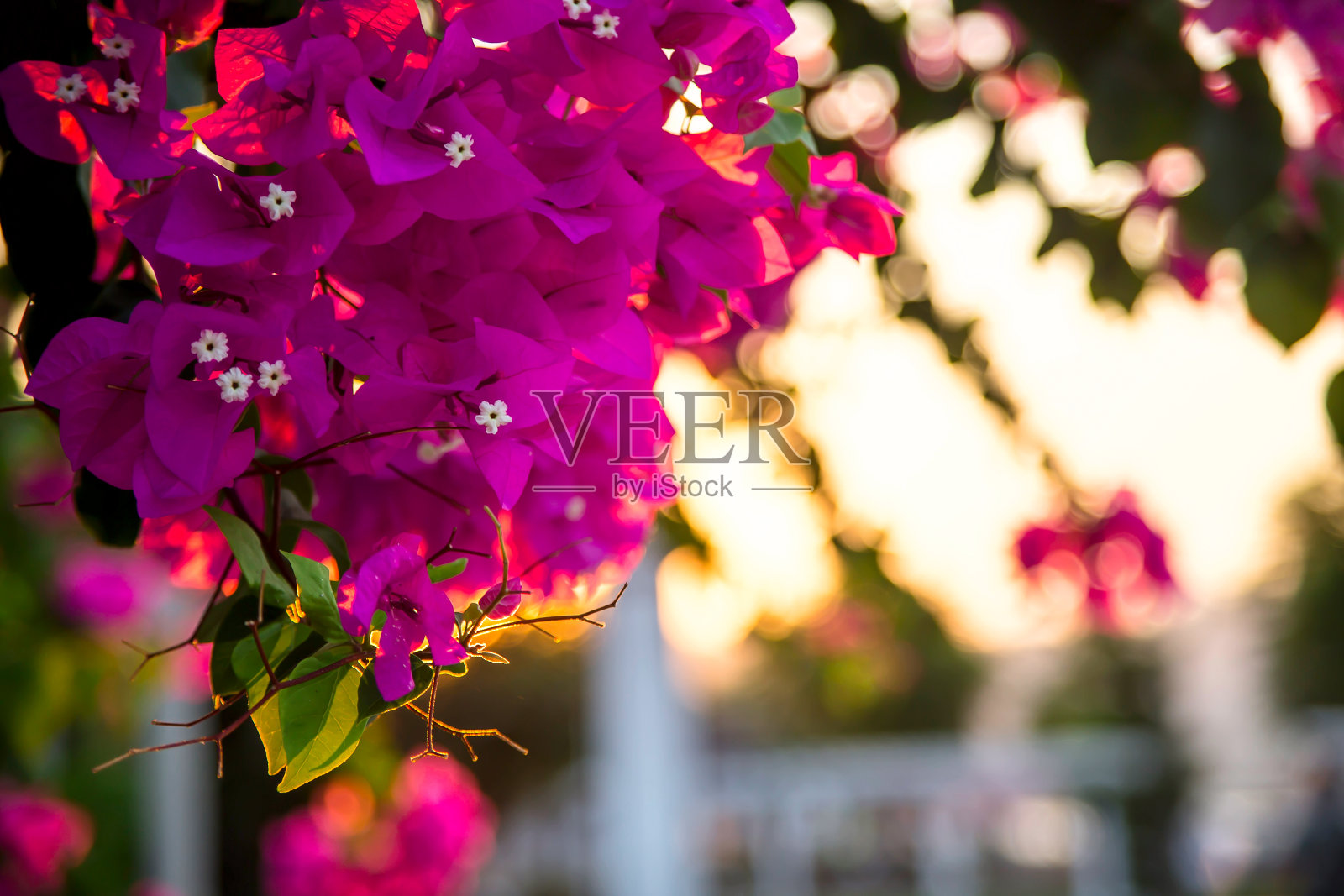 花的自然背景与粉红色的花和文字的地方照片摄影图片