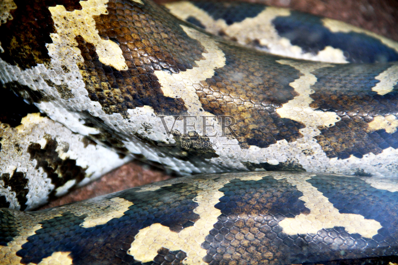 在饲养箱里可以看到蟒蛇的身体照片摄影图片