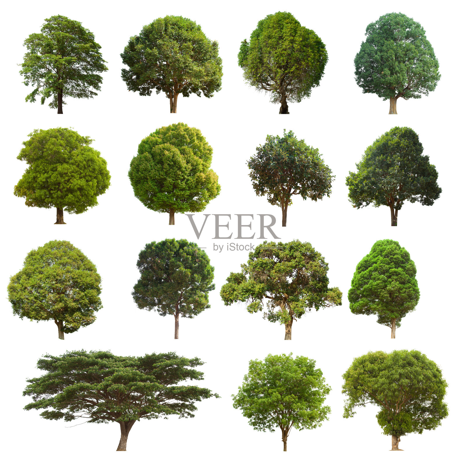 孤立的树集位于白色背景上。照片摄影图片