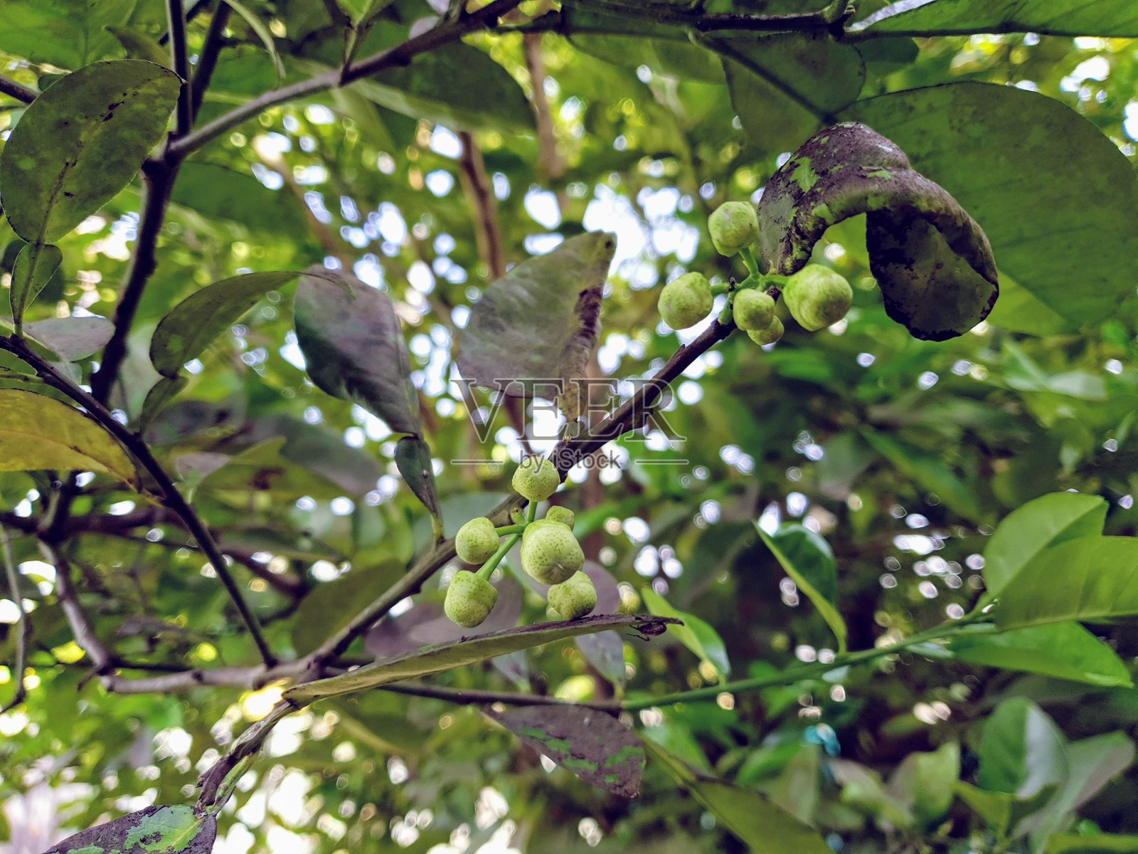 柚子树的树叶照片摄影图片