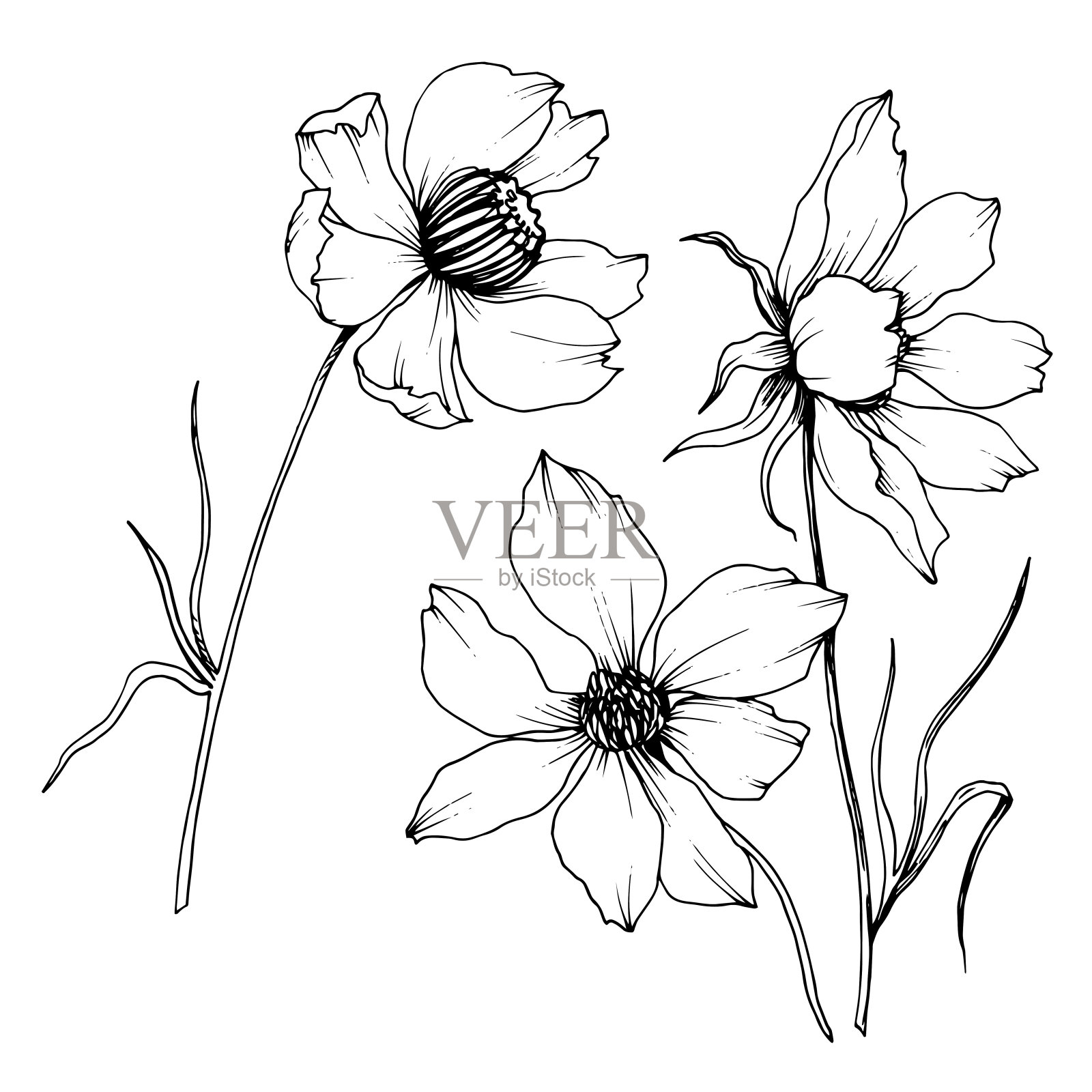 向量宇宙花卉植物花。黑白篆刻水墨艺术。孤立的cosmea插图元素。插画图片素材