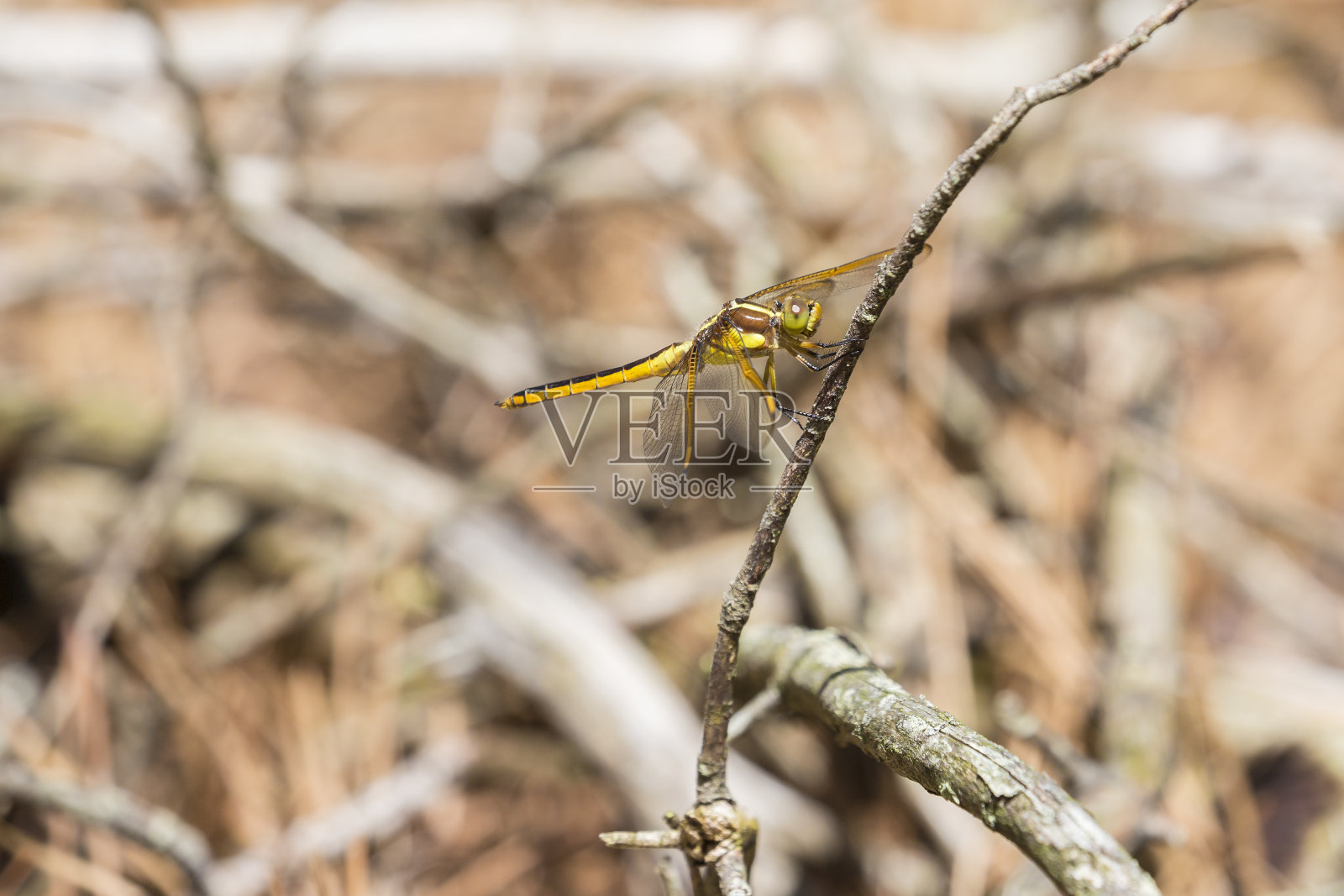 Yellow-sided漏杓蜻蜓照片摄影图片