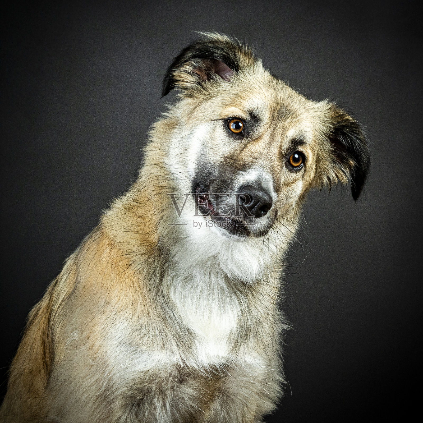 狗照片摄影图片