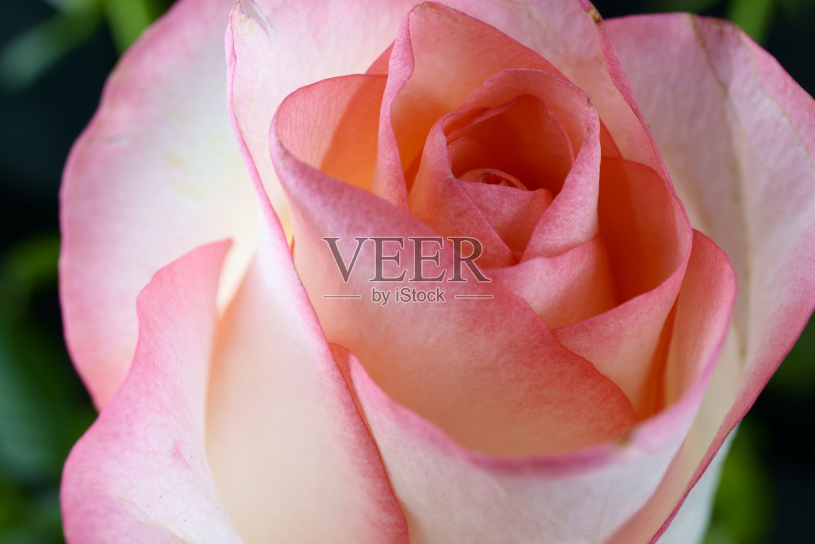 近距离观看美丽的玫瑰。微距图像美丽的玫瑰在黑暗的背景照片摄影图片