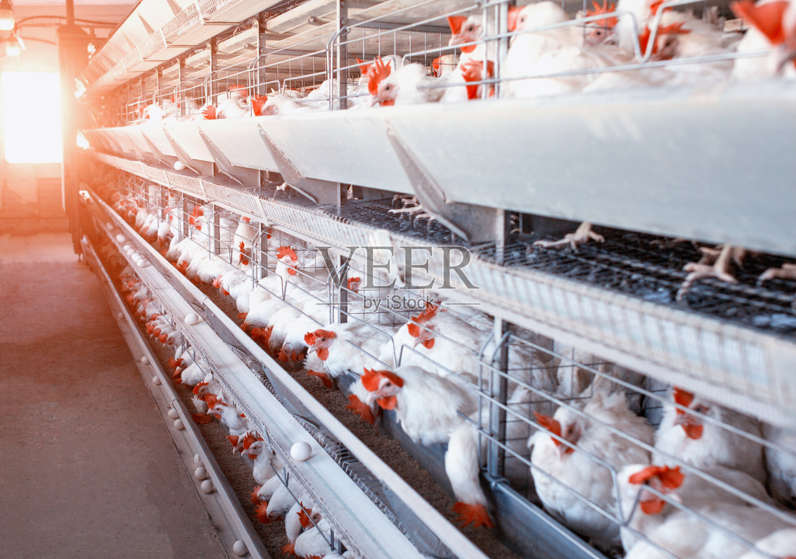 家禽养殖场,鸡坐在露天的笼子里,吃混合饲料,传送带上躺着鸡蛋,现代养殖,阳光照片摄影图片