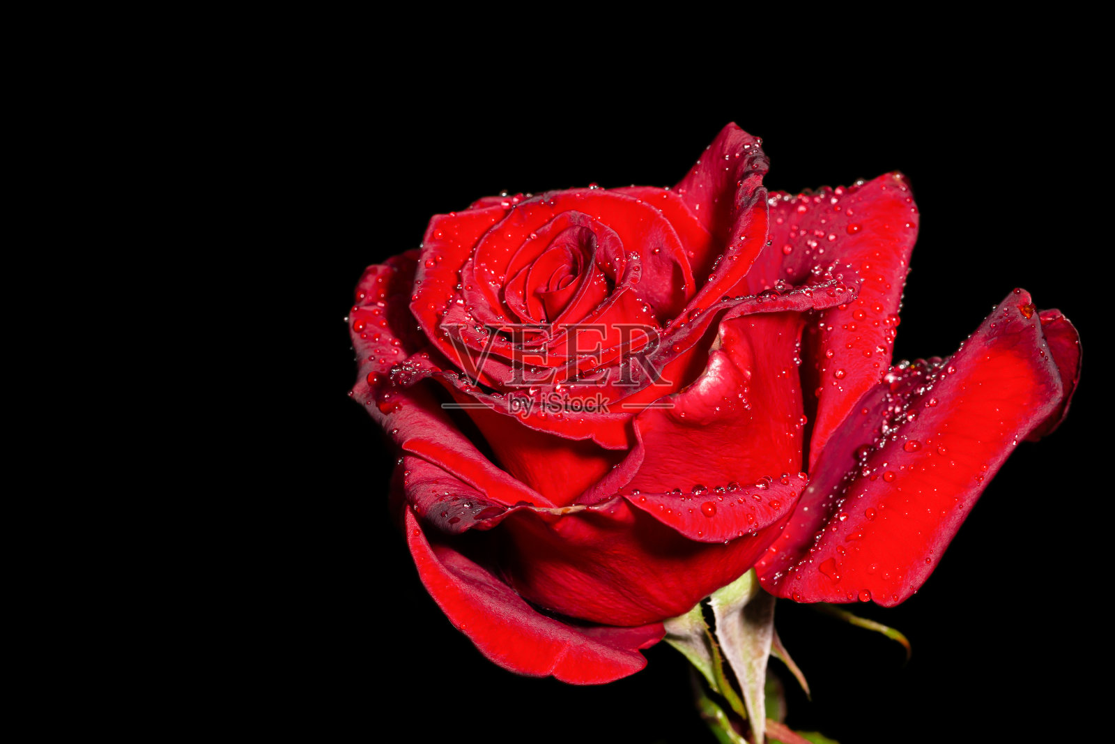 黑上红玫瑰照片摄影图片