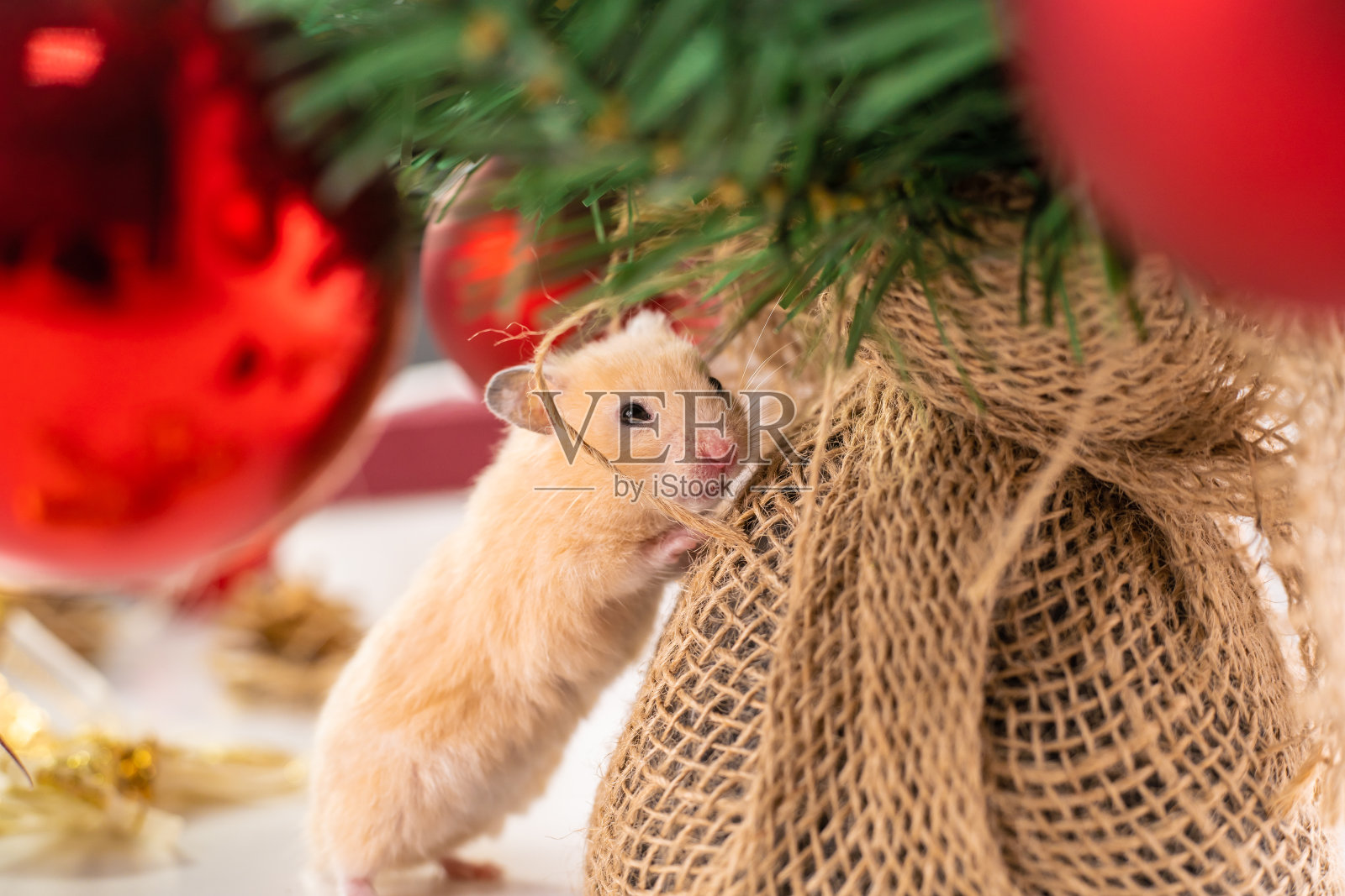 老鼠2020年春节快乐。这是一只可爱的小白鼠在圣诞彩灯的背景上的肖像,象征着新年。复制空间,动物照片摄影图片