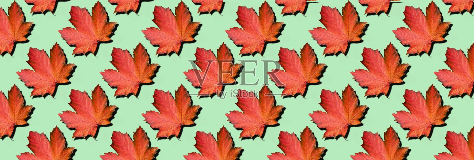 金秋的概念。阳光明媚,天气温暖。薄荷背景上的枫叶。前视图。秋天的颜色。照片摄影图片