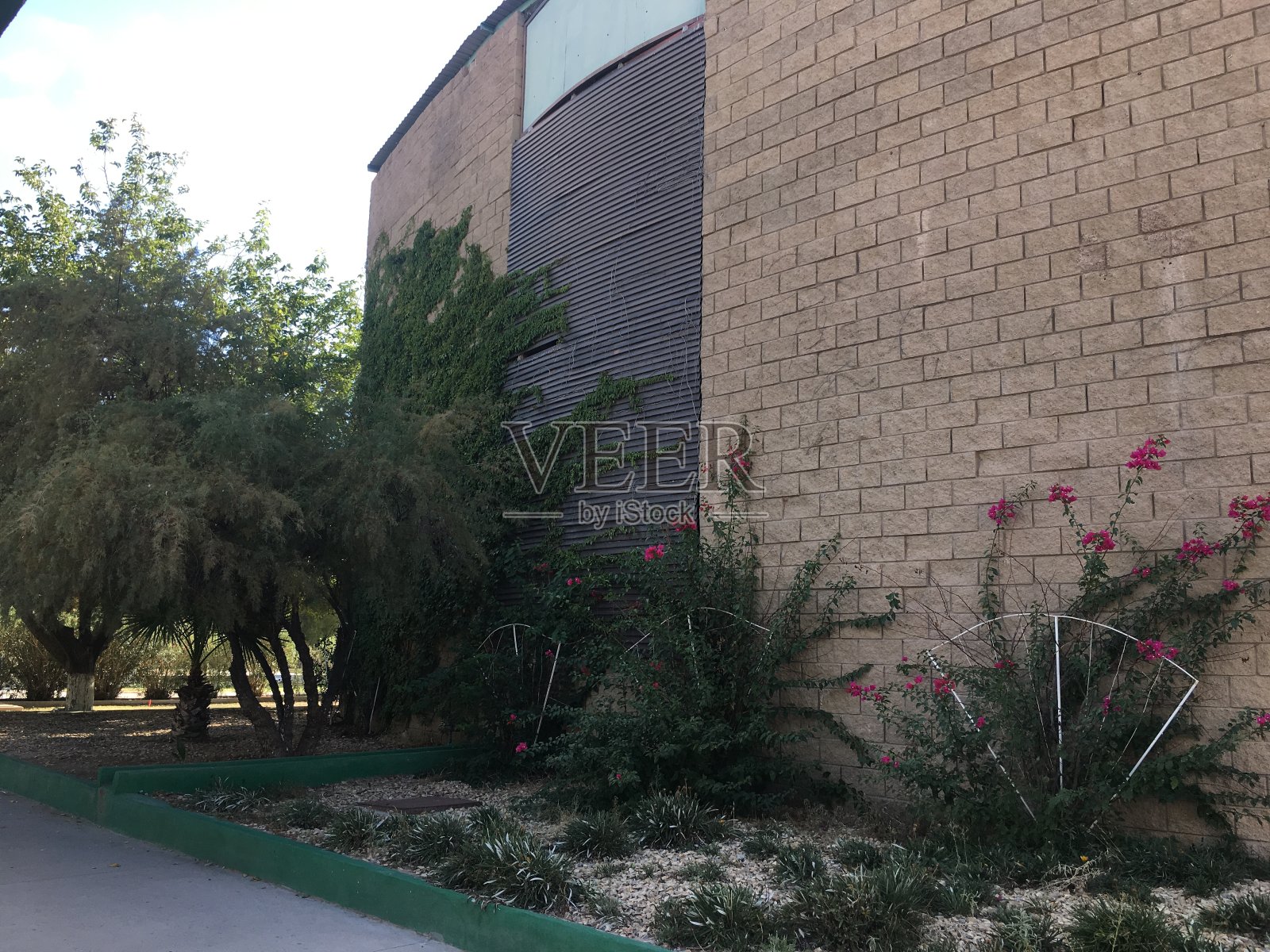 艾薇照片摄影图片