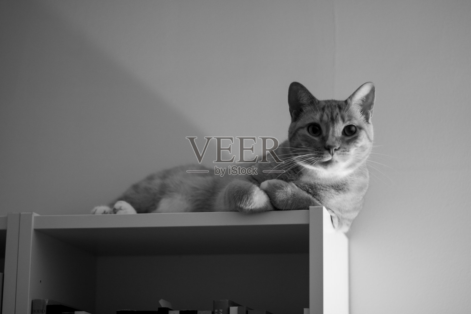 猫在书架上照片摄影图片