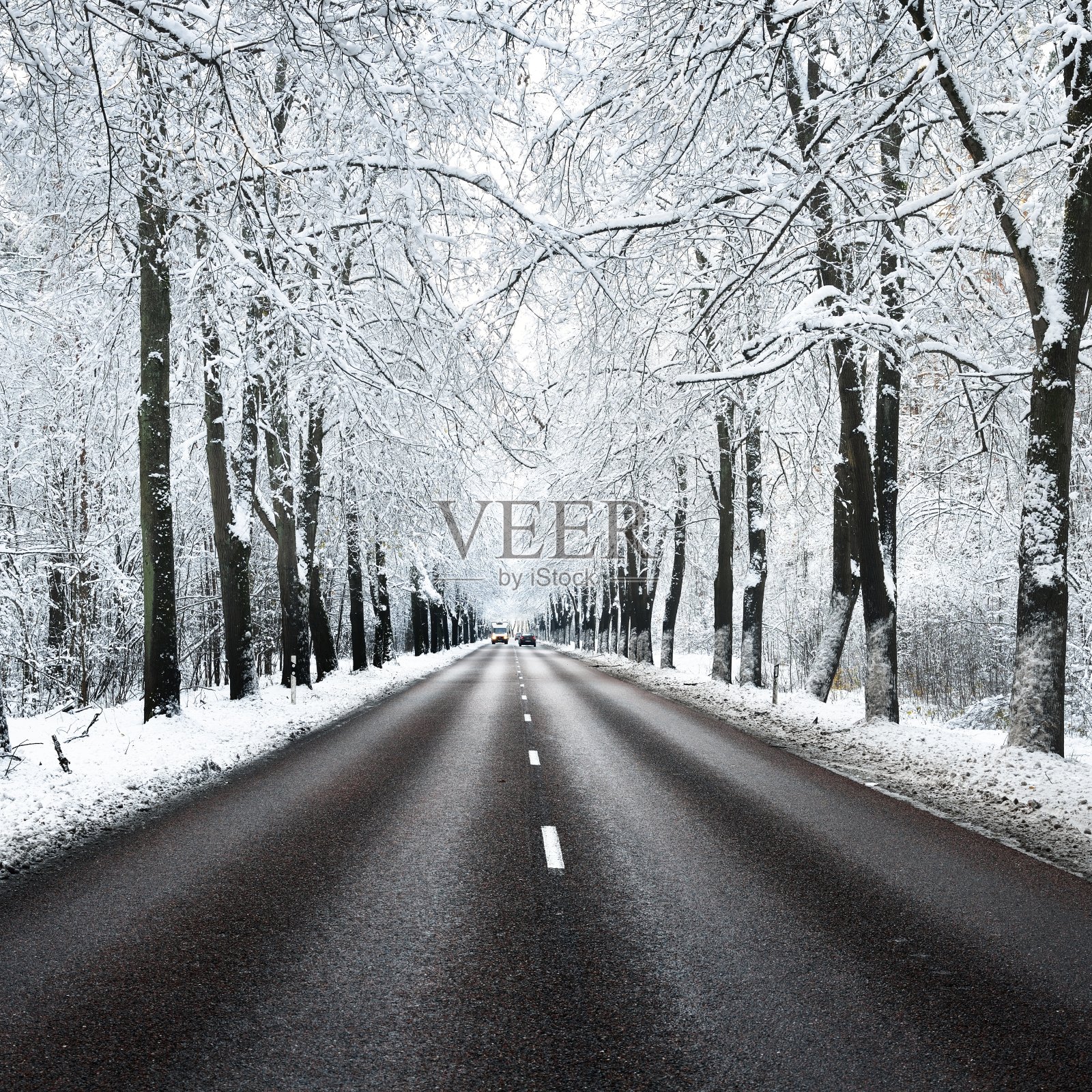 11月的雪覆盖了树木和道路。拉脱维亚里加的冬季仙境。照片摄影图片