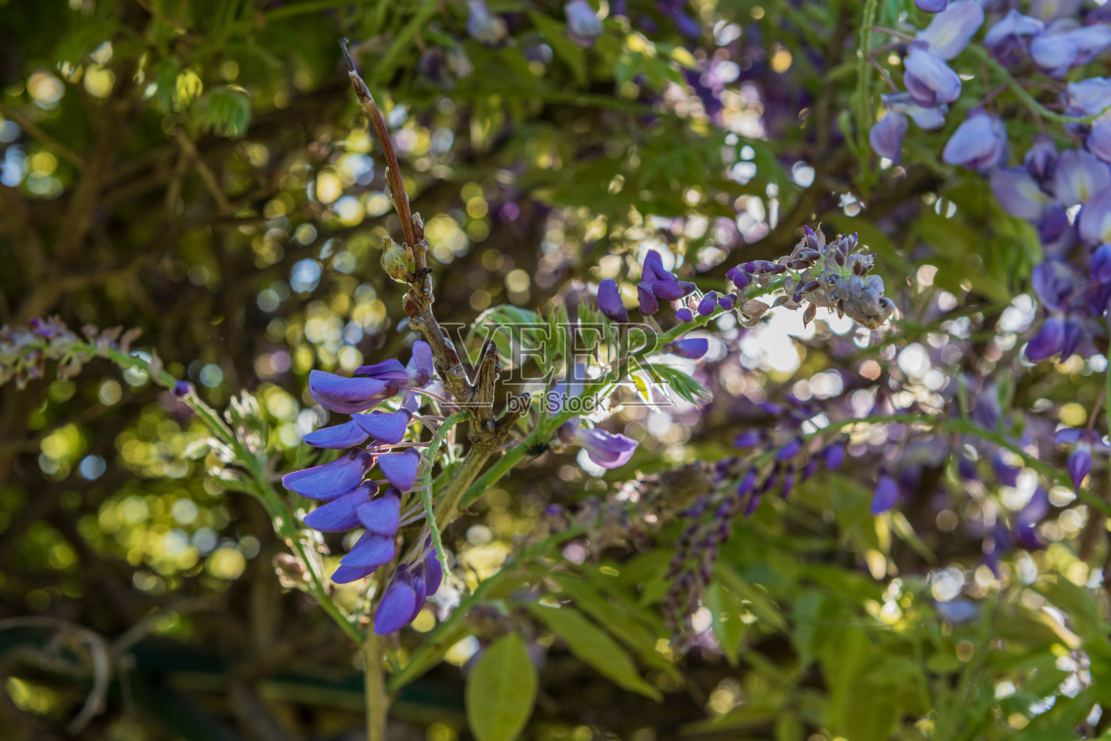 紫藤花盛开照片摄影图片