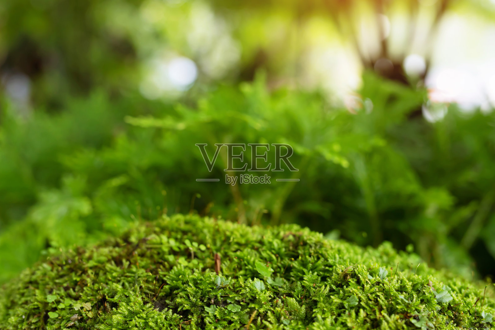 森林里粗糙的石头和地面上长满了美丽的嫩绿色的苔藓。用宏观视图显示。岩石中充满苔藓的质感,以大自然为壁纸。照片摄影图片