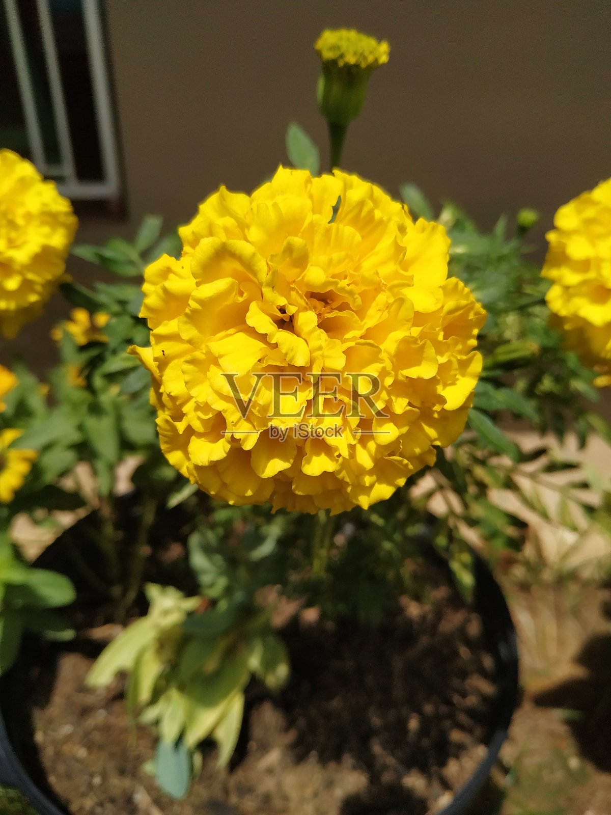 我妈妈花园里的黄花照片摄影图片