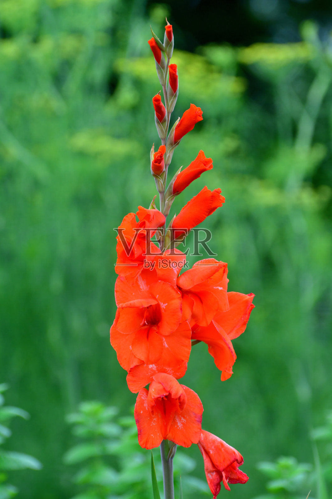 剑兰花照片摄影图片