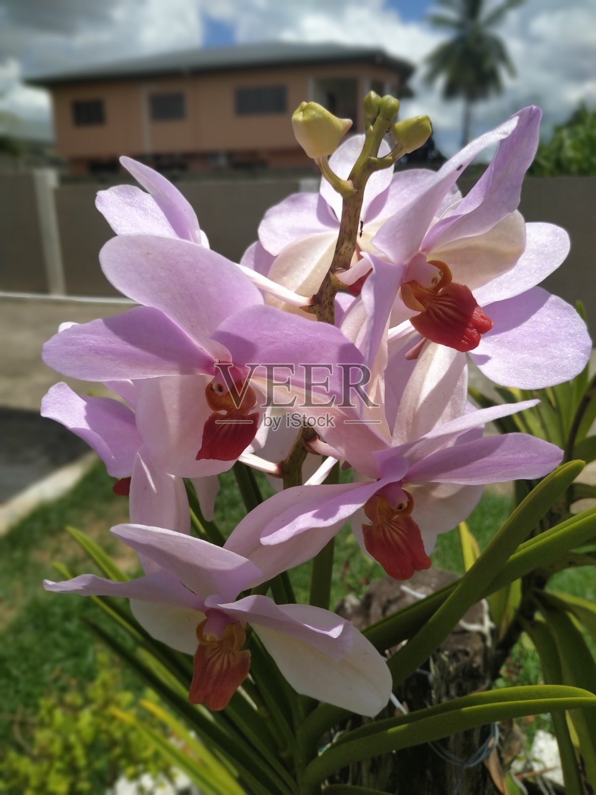 粉红色的花在我妈妈的花园里照片摄影图片