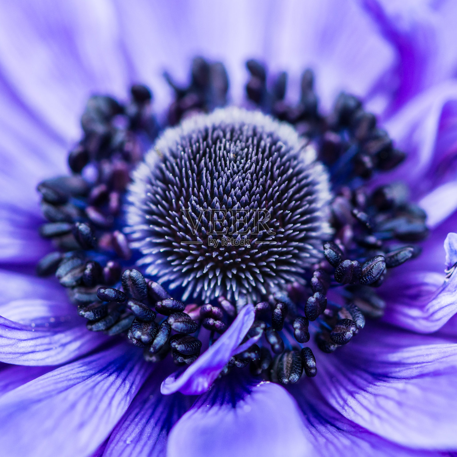 的中心照片摄影图片