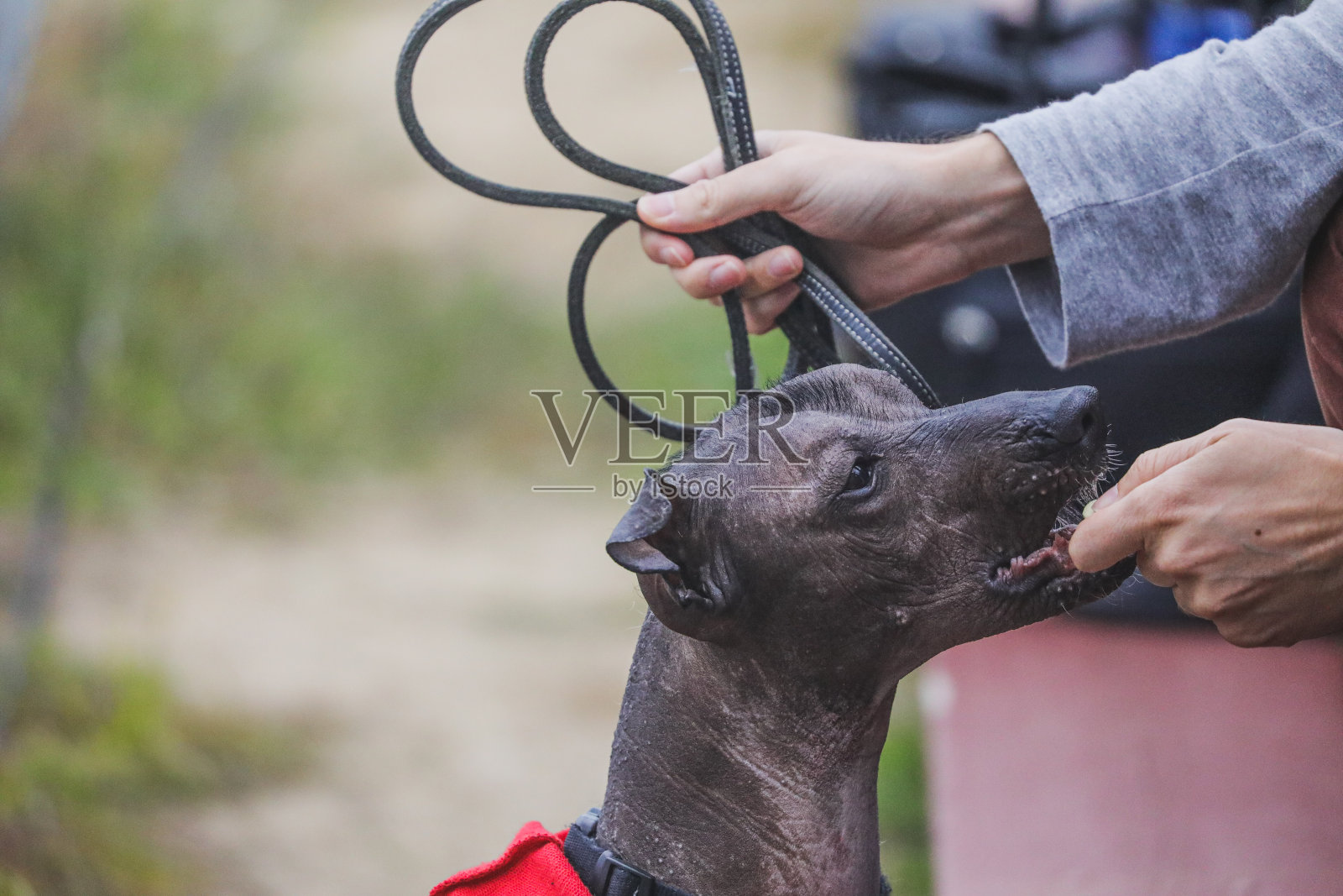 这是一种秋季流行的墨西哥狗,也叫Xolo, Xoloitzcuintli或墨西哥无毛狗,由主人用皮带牵着。照片摄影图片