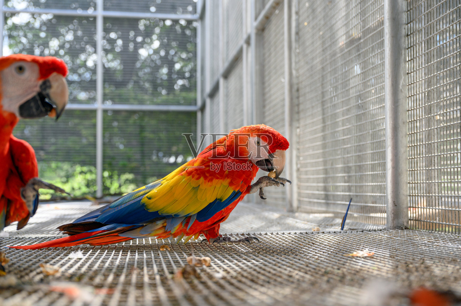 猩红金刚鹦鹉在笼子里打开花生照片摄影图片