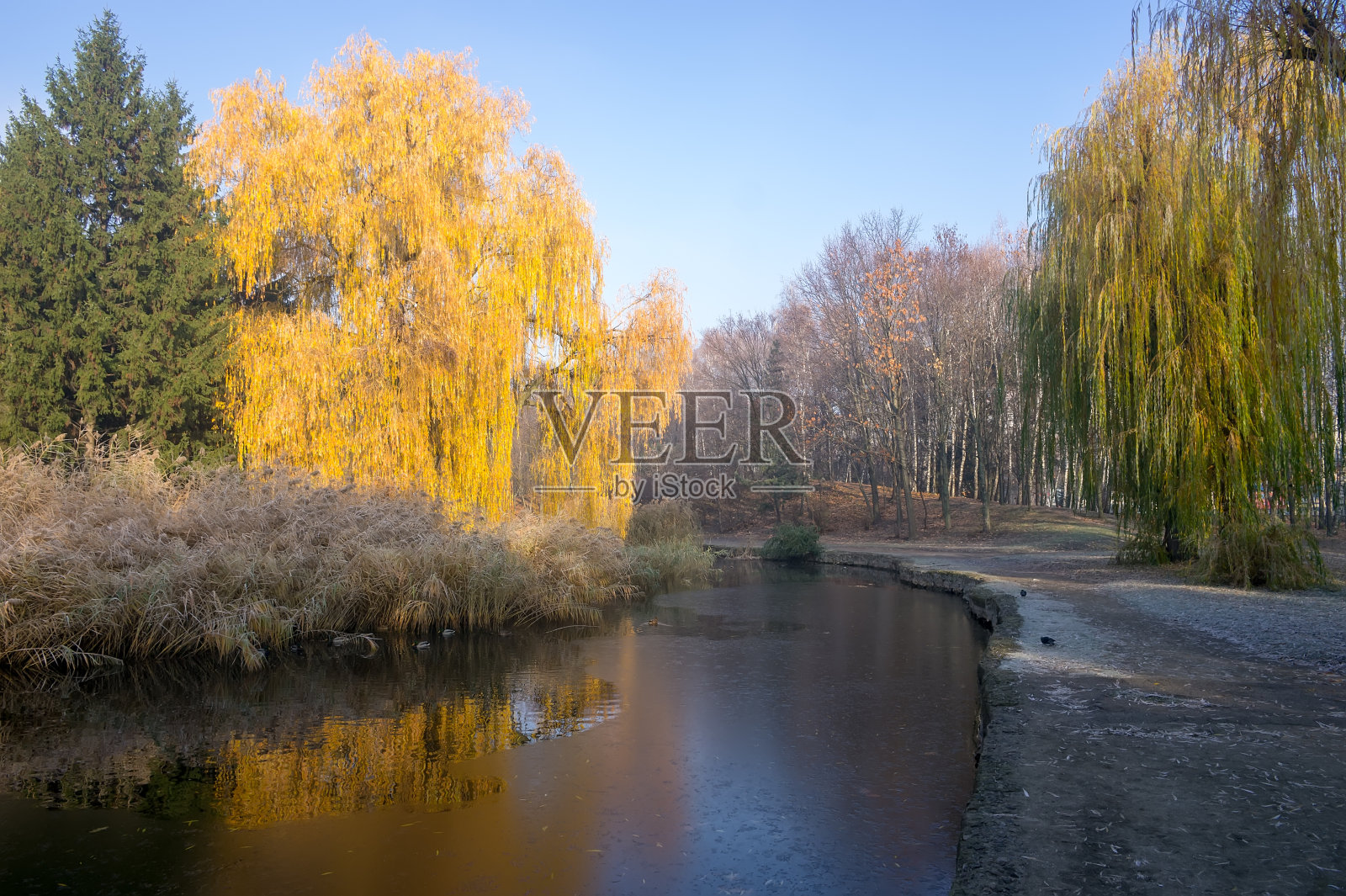 秋天公园池塘上垂柳。晴朗的秋日照片摄影图片