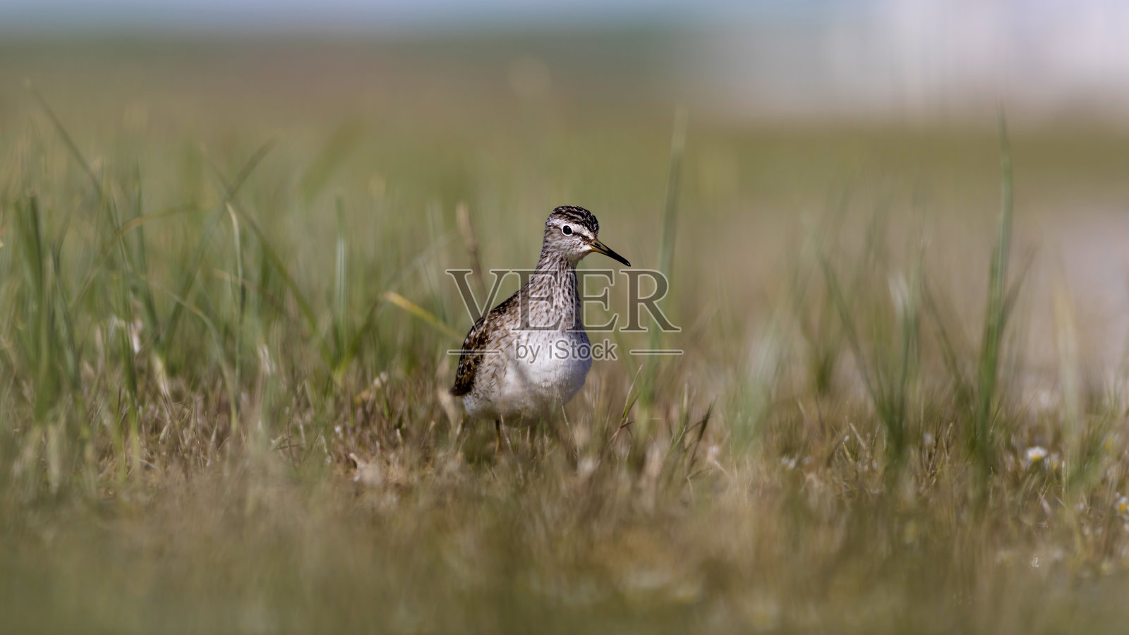 水和鸟。鹬。色彩斑斓的自然背景。鹬鸟:木头。Tringa glareola。照片摄影图片