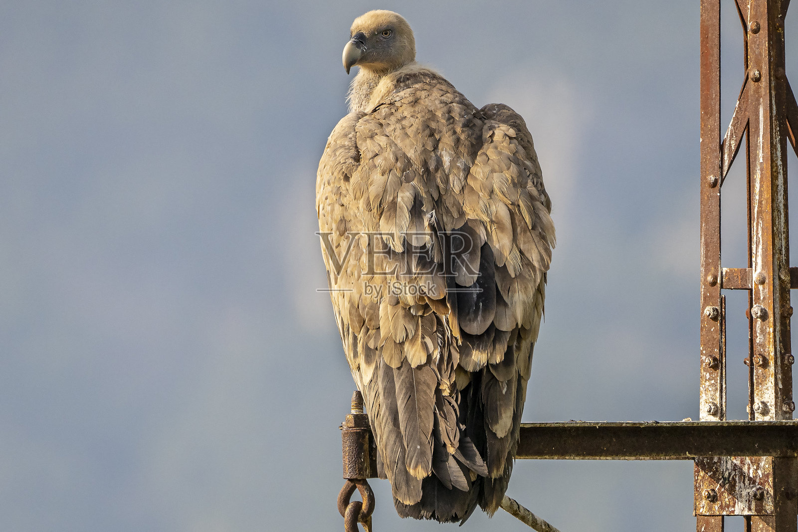 兀鹫(gyps fulvus)栖息在Alcoy的一根柱子上。照片摄影图片