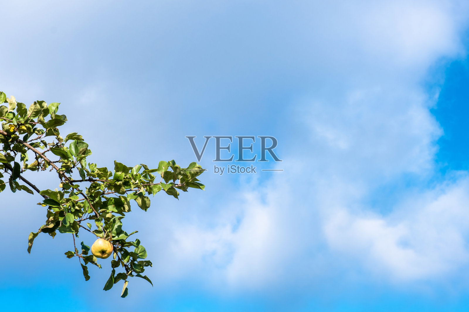 苹果树枝,绿色的叶子和一个黄红的苹果。照片摄影图片