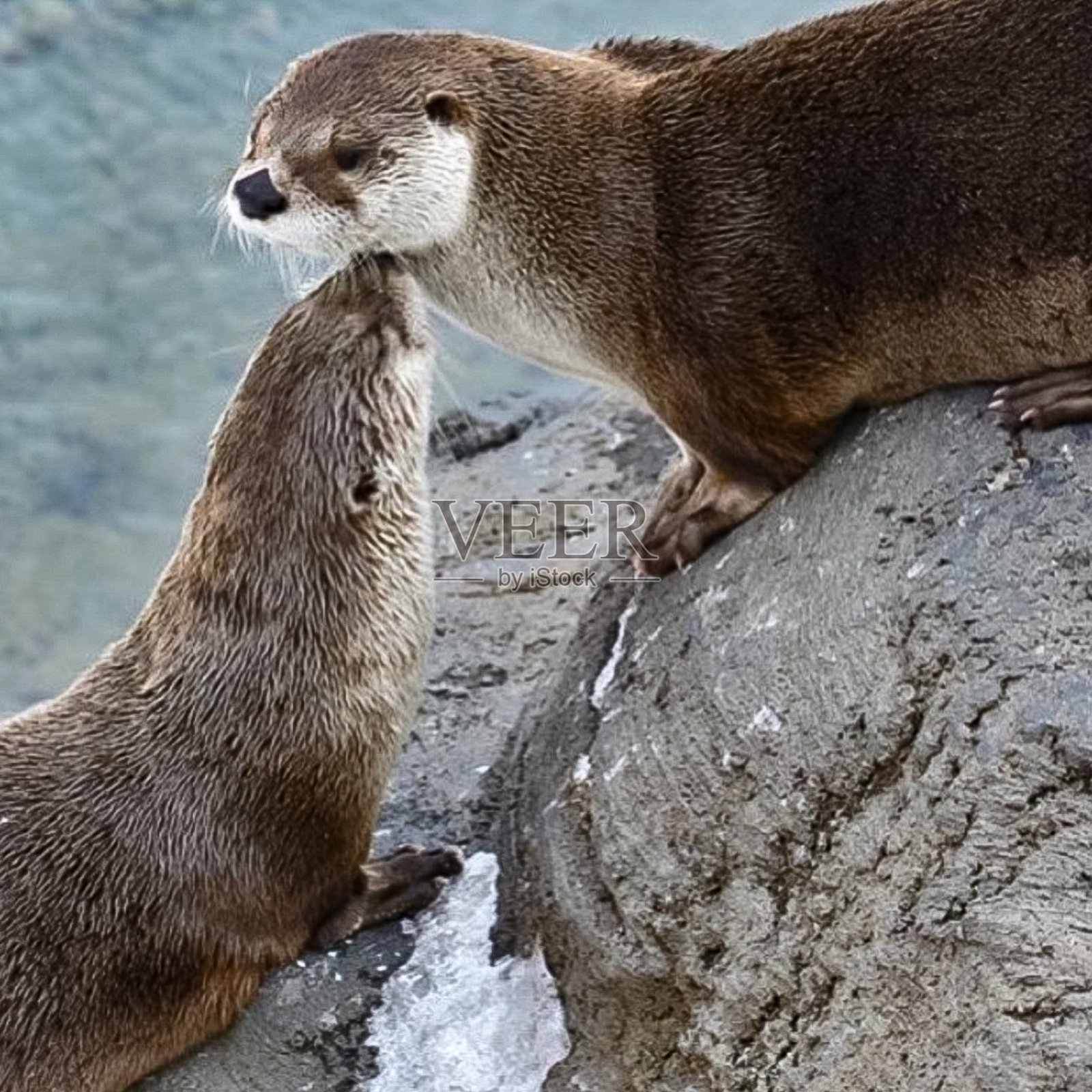 在美好的一天里拍摄动物的照片照片摄影图片