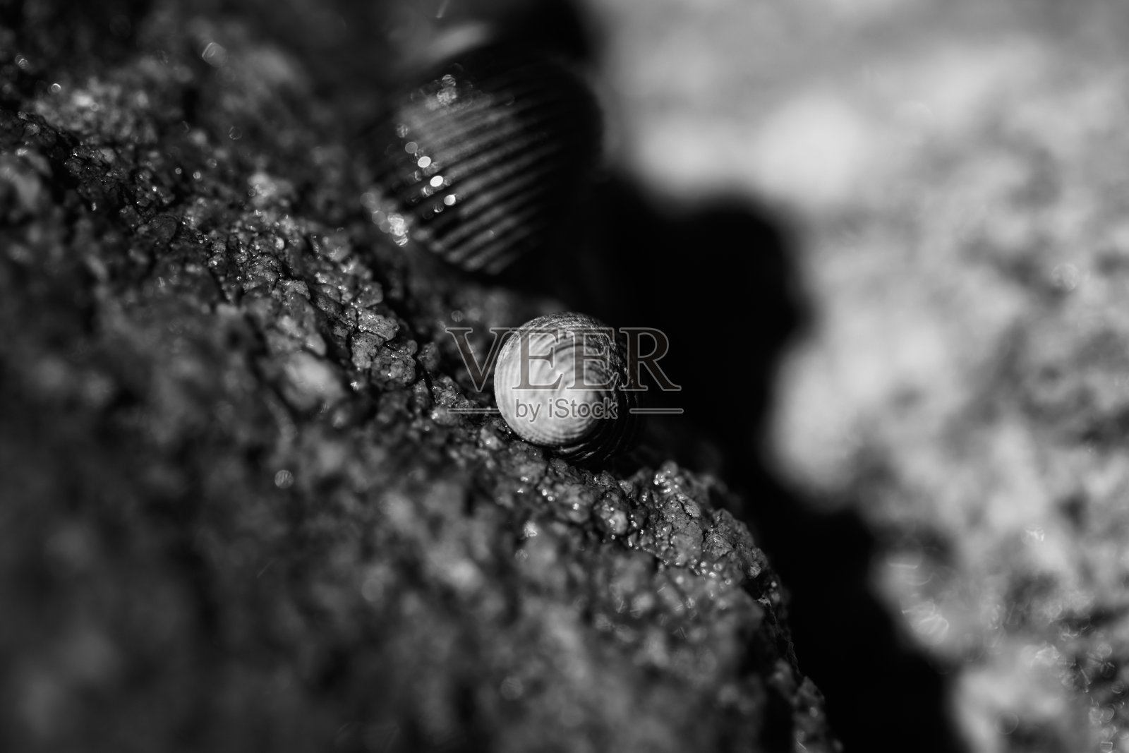 墨西哥瓦哈卡湖附近的岩石上一只蜗牛的细节照片摄影图片