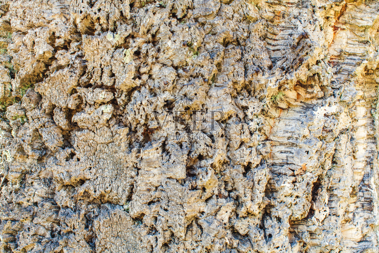 葡萄牙一种老橡树的软木照片摄影图片