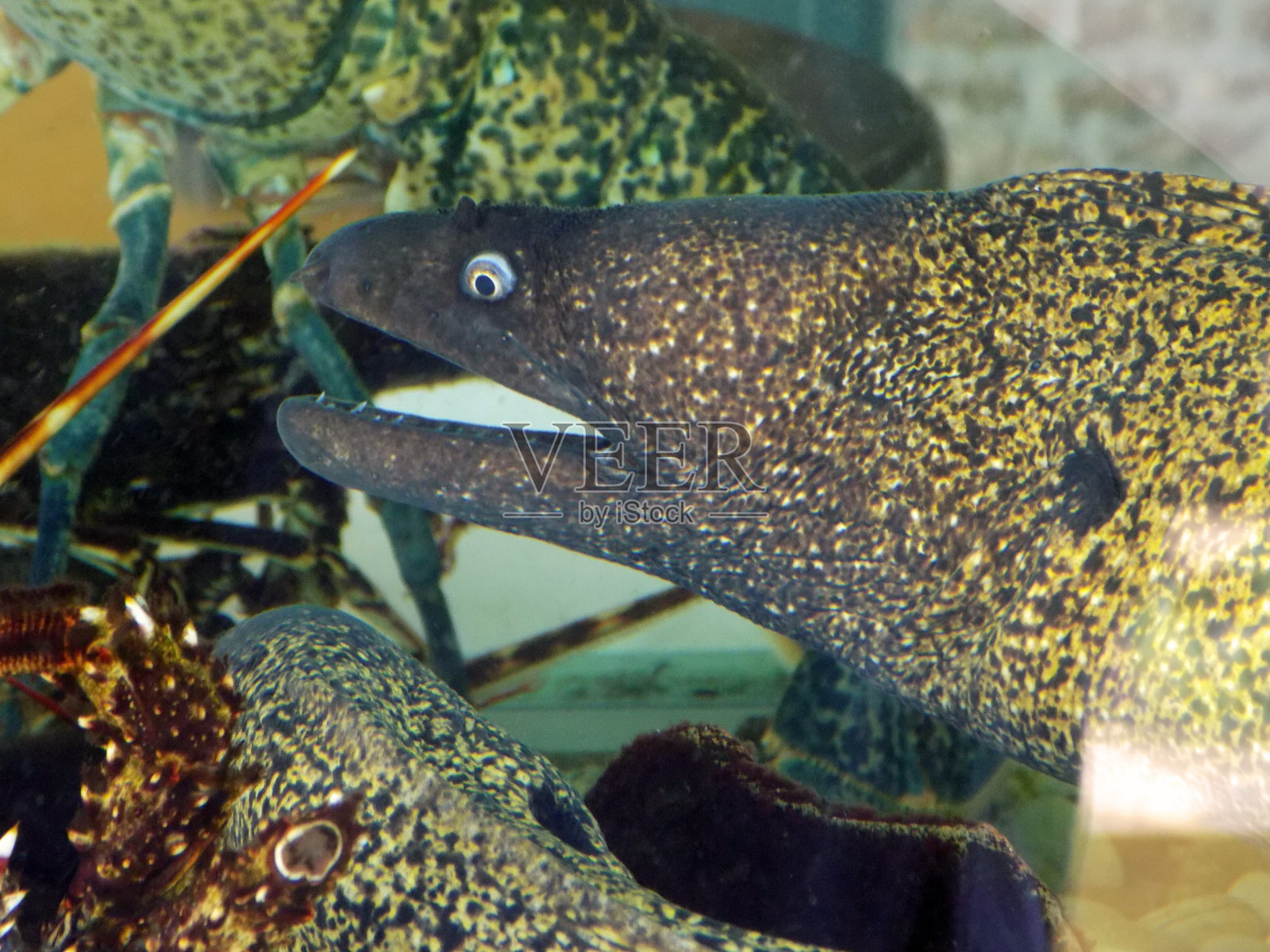 水族馆里有鳗鱼,到处都是龙虾照片摄影图片